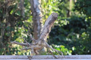 18x20 Inch Stump Wood with Root Structure for Aquariums, Terrariums & Natural Décor | Unique Driftwood thumbnail 2