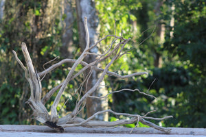 36x24 Inch Corner Driftwood for Aquariums, Terrariums & Natural Décor | Unique Driftwood thumbnail 2