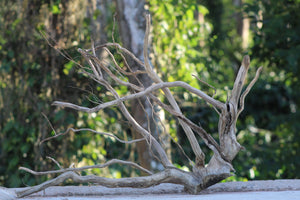 36x24 Inch Corner Driftwood for Aquariums, Terrariums & Natural Décor | Unique Driftwood thumbnail 1
