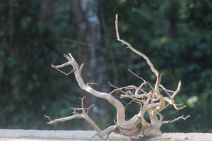 24x18 Inch Spiderwood – Natural Centerpiece for 2–4 Ft Aquariums thumbnail 1
