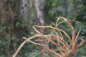 36x24 Inch Corner Spider Wood – Natural Driftwood for Aquariums, Terrariums & Corner Aquascapes thumbnail 1