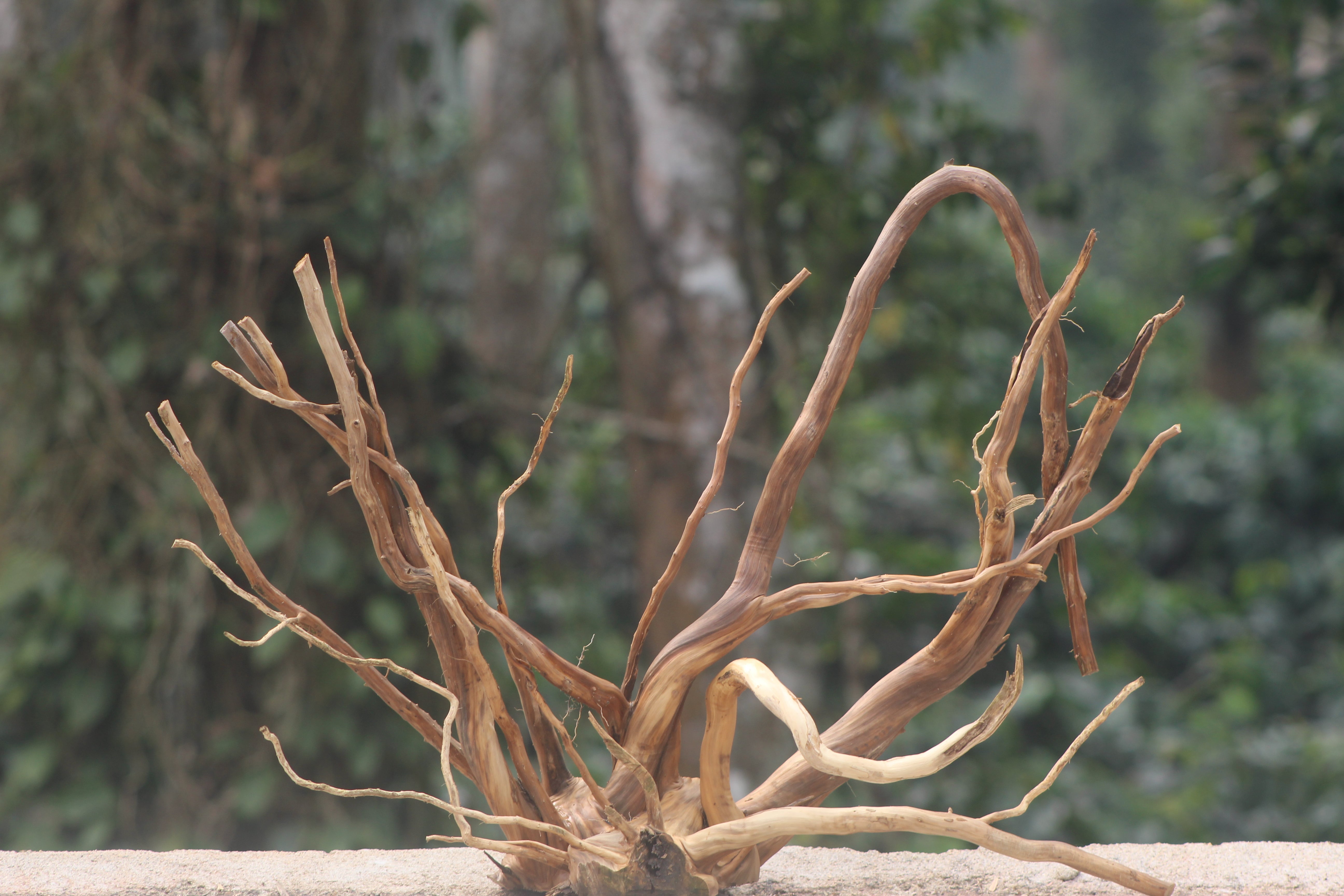 36×24 Inch LXH Spiderwood — The Centrepiece That Defines Your Next Layout