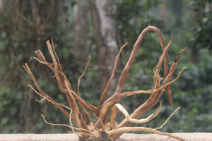 36×24 Inch LXH Spiderwood — The Centrepiece That Defines Your Next Layout thumbnail 1