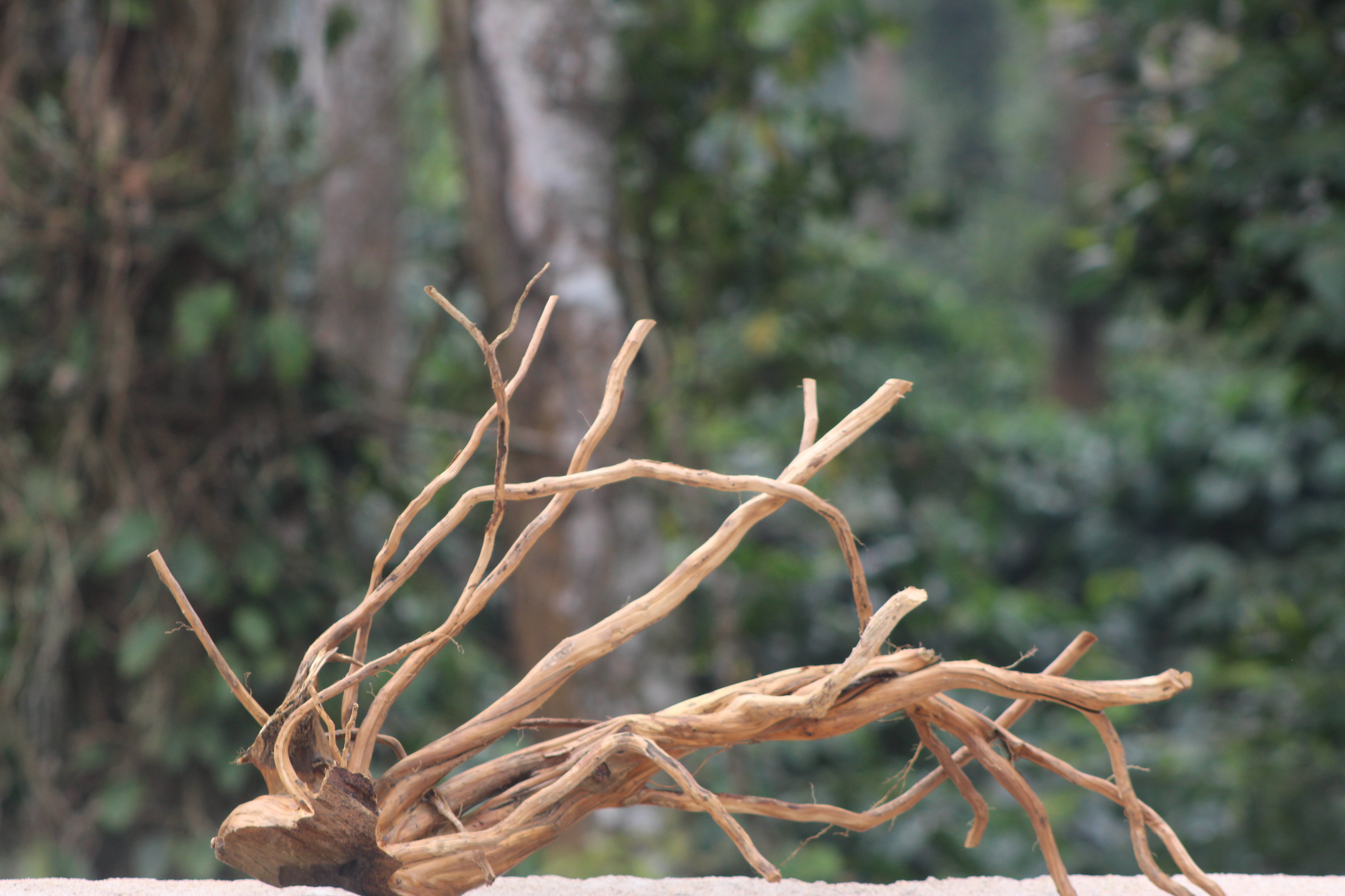36x18 Inch Spider Wood – Large Natural Driftwood with Intricate Branching for Aquariums & Terrariums