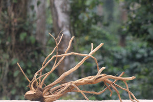 36x18 Inch Spider Wood – Large Natural Driftwood with Intricate Branching for Aquariums & Terrariums thumbnail 1