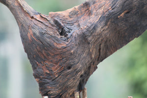 15x18 inch River Driftwood thumbnail 2