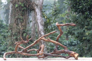 48x24 inch LXH Unique single piece, twisted Spiderwood thumbnail 3