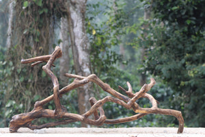 48x24 inch LXH Unique single piece, twisted Spiderwood thumbnail 2