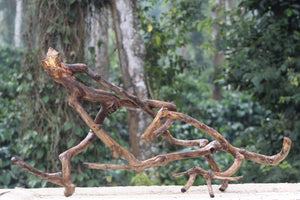 48x24 inch LXH Unique single piece, twisted Spiderwood thumbnail 1