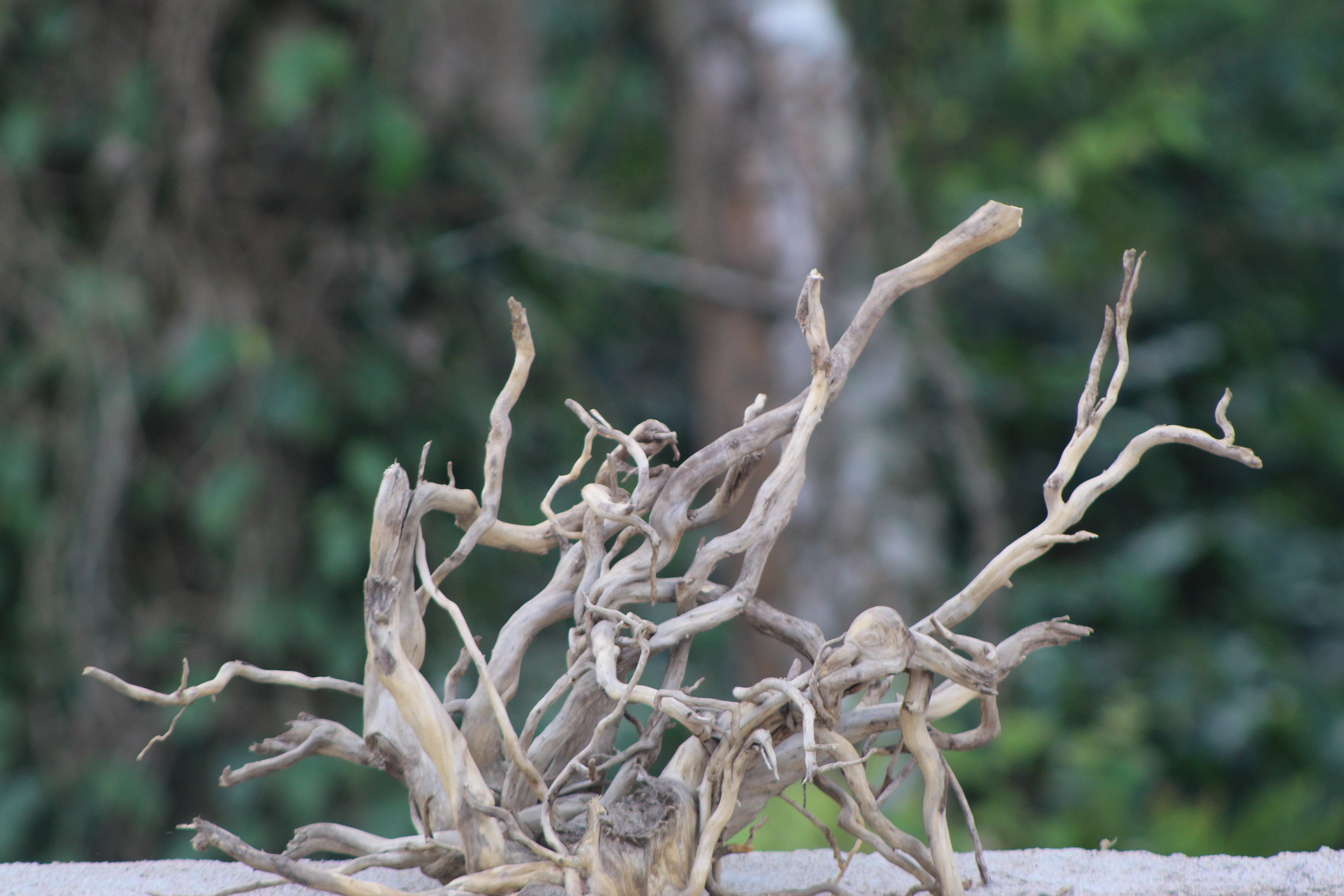 30×20 inch (L×H) – Unique Single-Piece Twisted Spiderwood | Premium Natural Driftwood