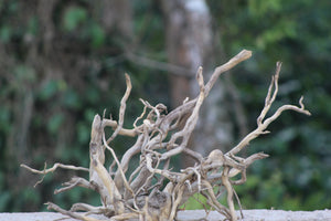 30×20 inch (L×H) – Unique Single-Piece Twisted Spiderwood | Premium Natural Driftwood thumbnail 1