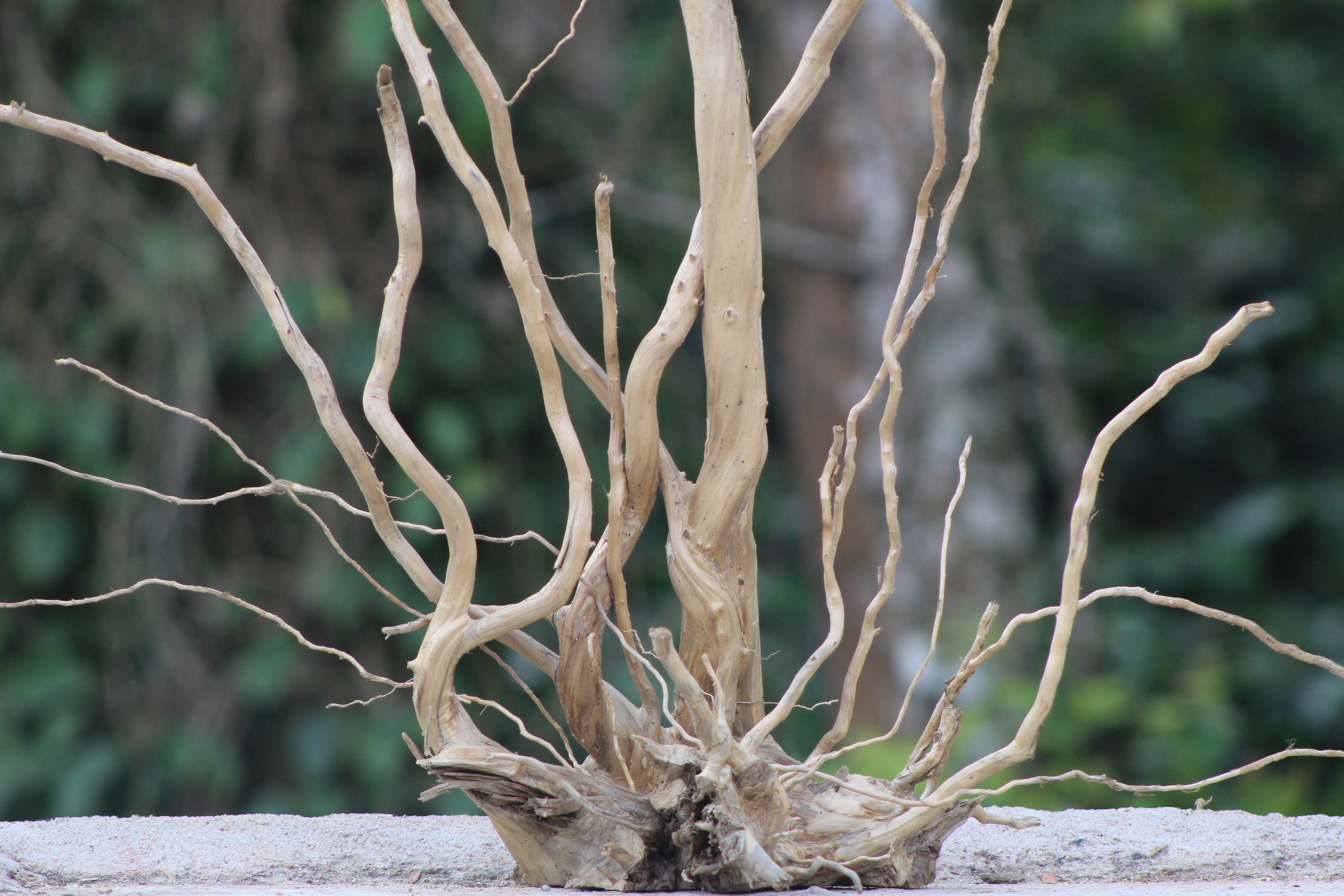 20×24 inch (L×H) – Unique Single-Piece Twisted Spiderwood | Premium Natural Driftwood