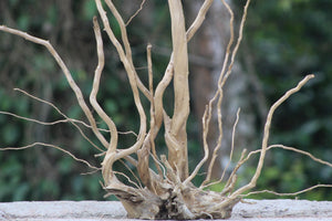 20×24 inch (L×H) – Unique Single-Piece Twisted Spiderwood | Premium Natural Driftwood thumbnail 1