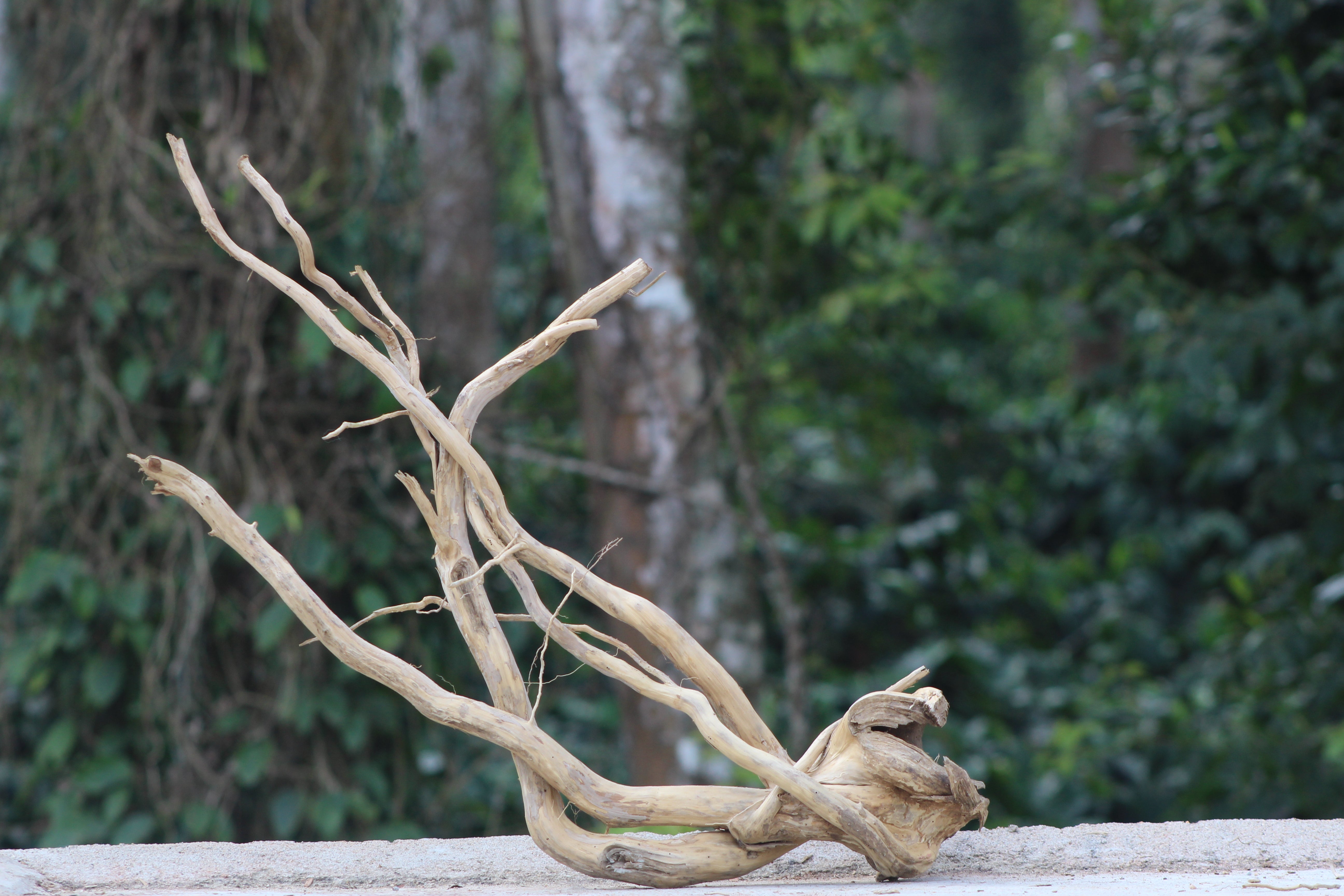 30×20 inch – Minimal Corner Spiderwood Pieces | Clean Natural Driftwood for Aquascapes