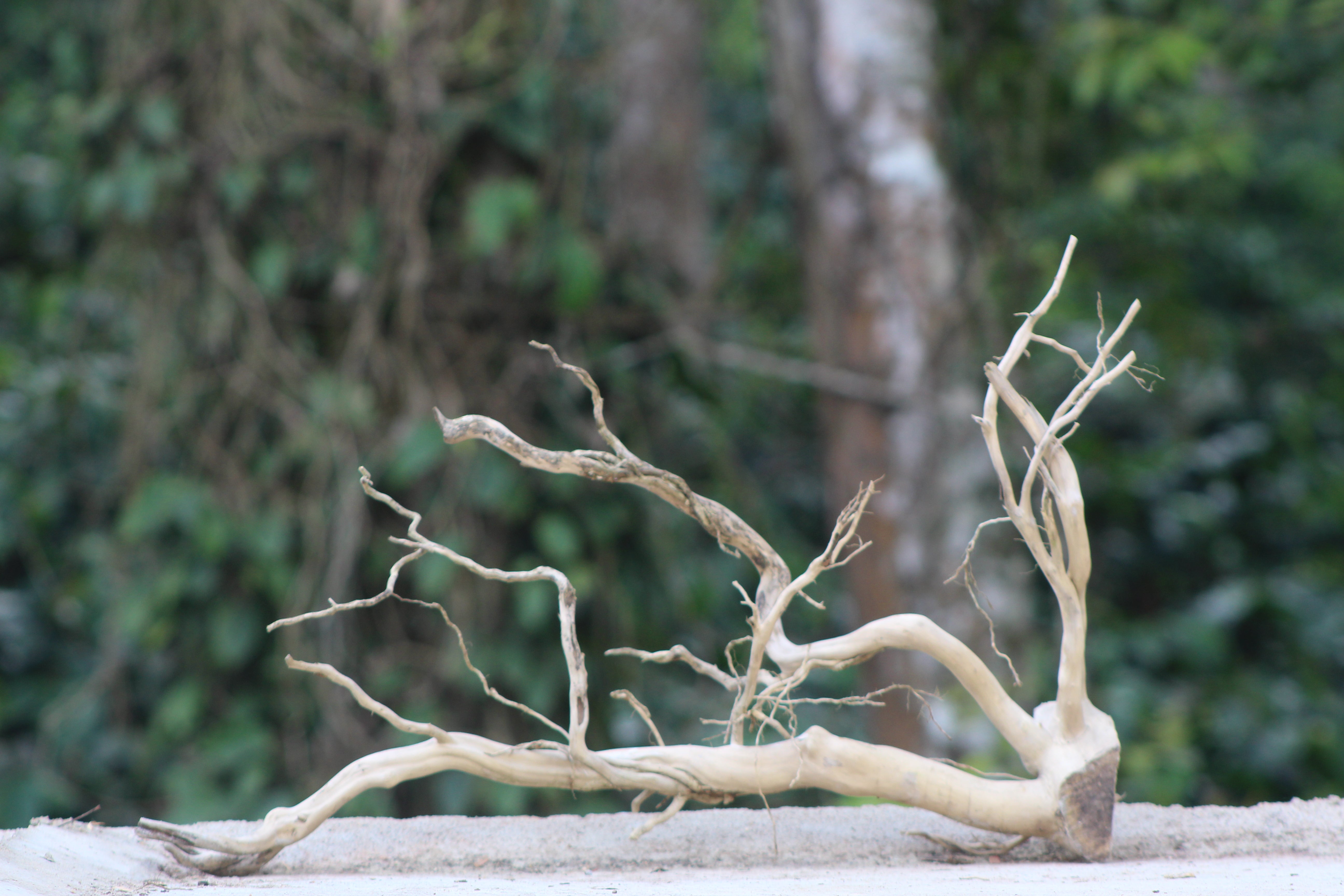 24×18 inch – Corner Driftwood Piece | Minimal Natural Wood for Aquascapes & Terrariums