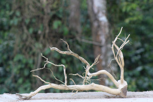 24×18 inch – Corner Driftwood Piece | Minimal Natural Wood for Aquascapes & Terrariums thumbnail 1