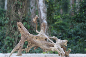 36×24 inch – Natural Teakwood Root | Premium Sculpted Root Piece for Décor & Large Aquariums thumbnail 1