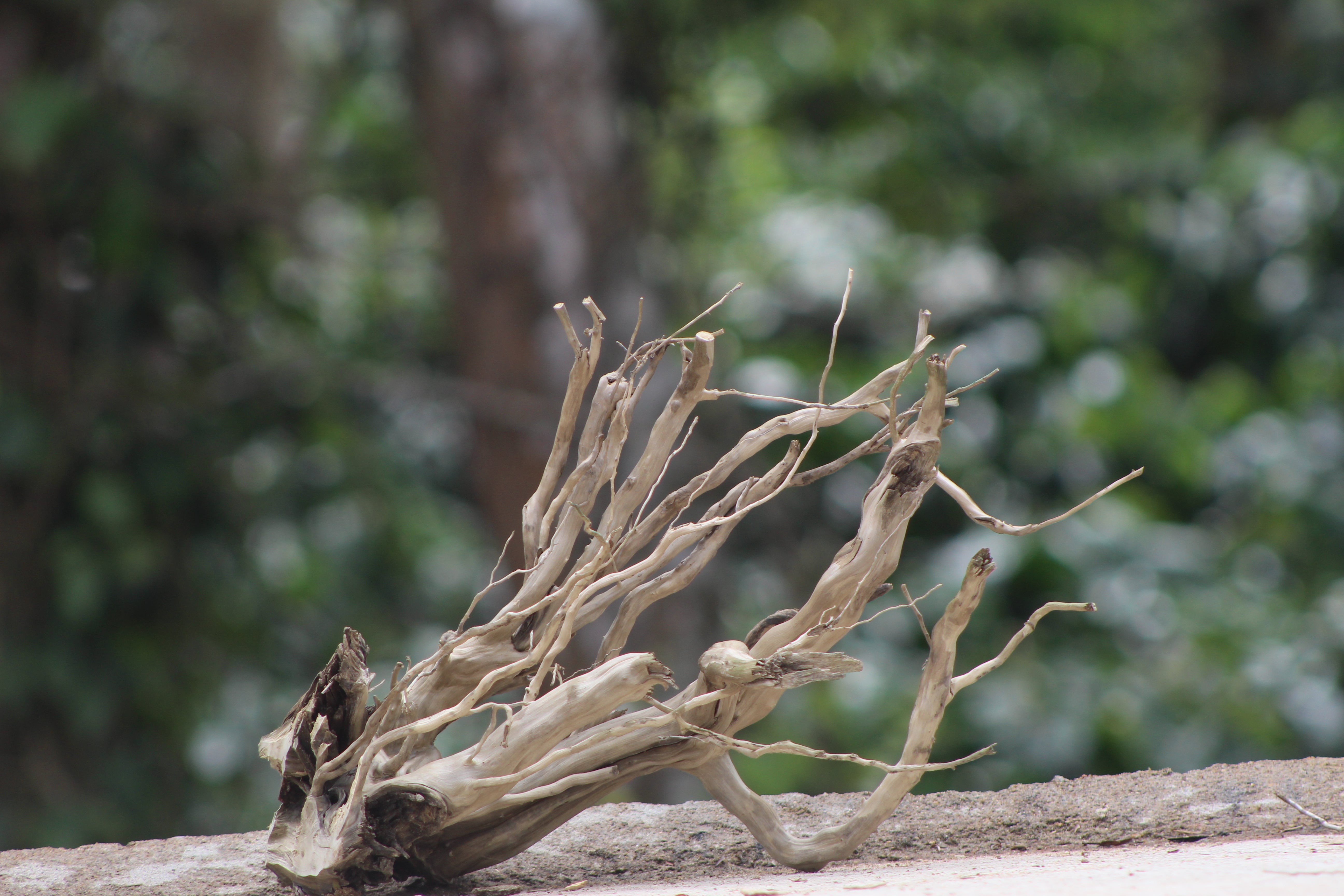 12×8 inch – Corner Driftwood Piece | Compact Natural Wood for Nano Aquascapes