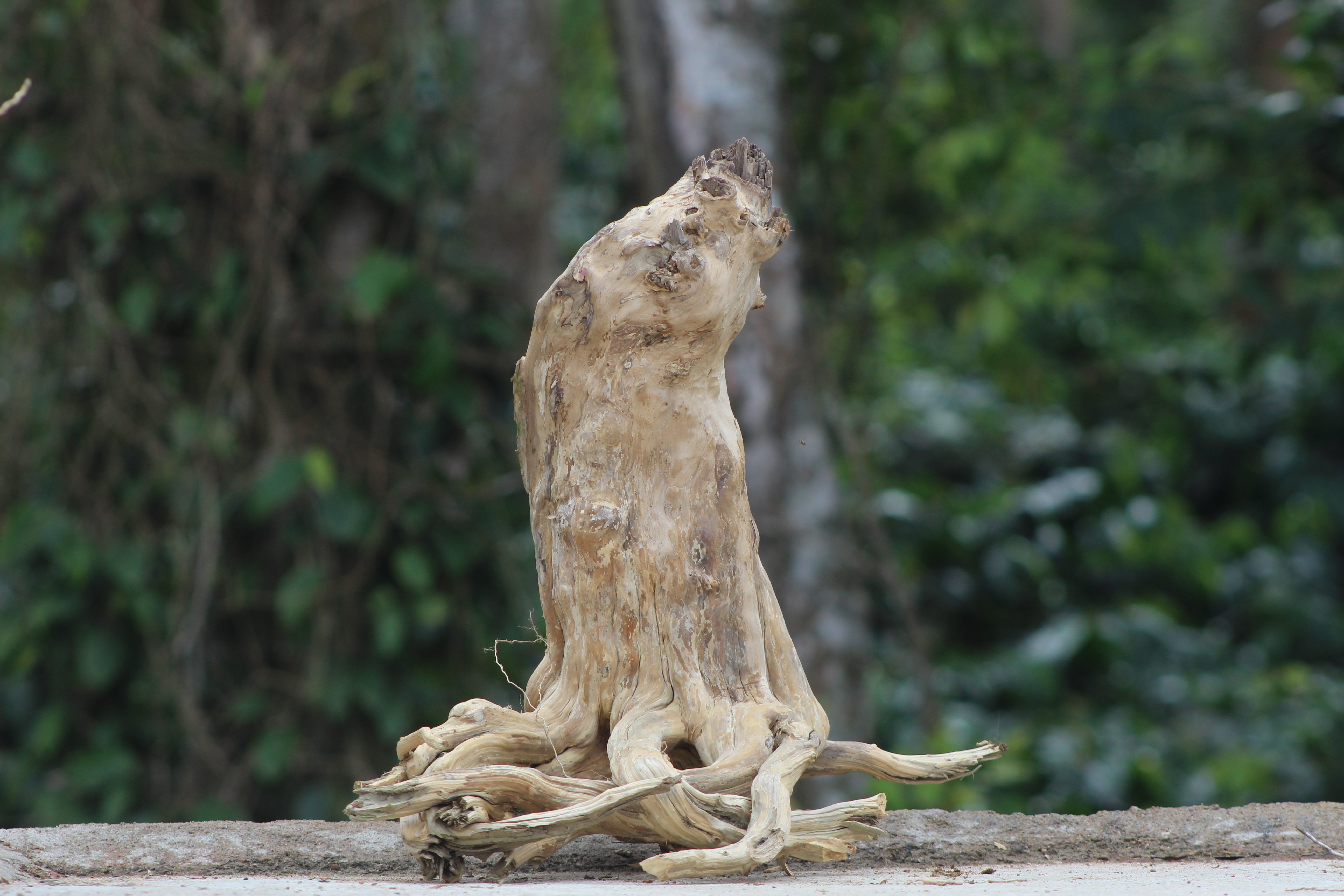 18×24 Inch Half-Open Stump Piece