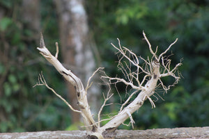 18×12 inch – V-Shape Driftwood Piece | Natural Split-Branch Wood for Aquascapes & Terrariums thumbnail 1