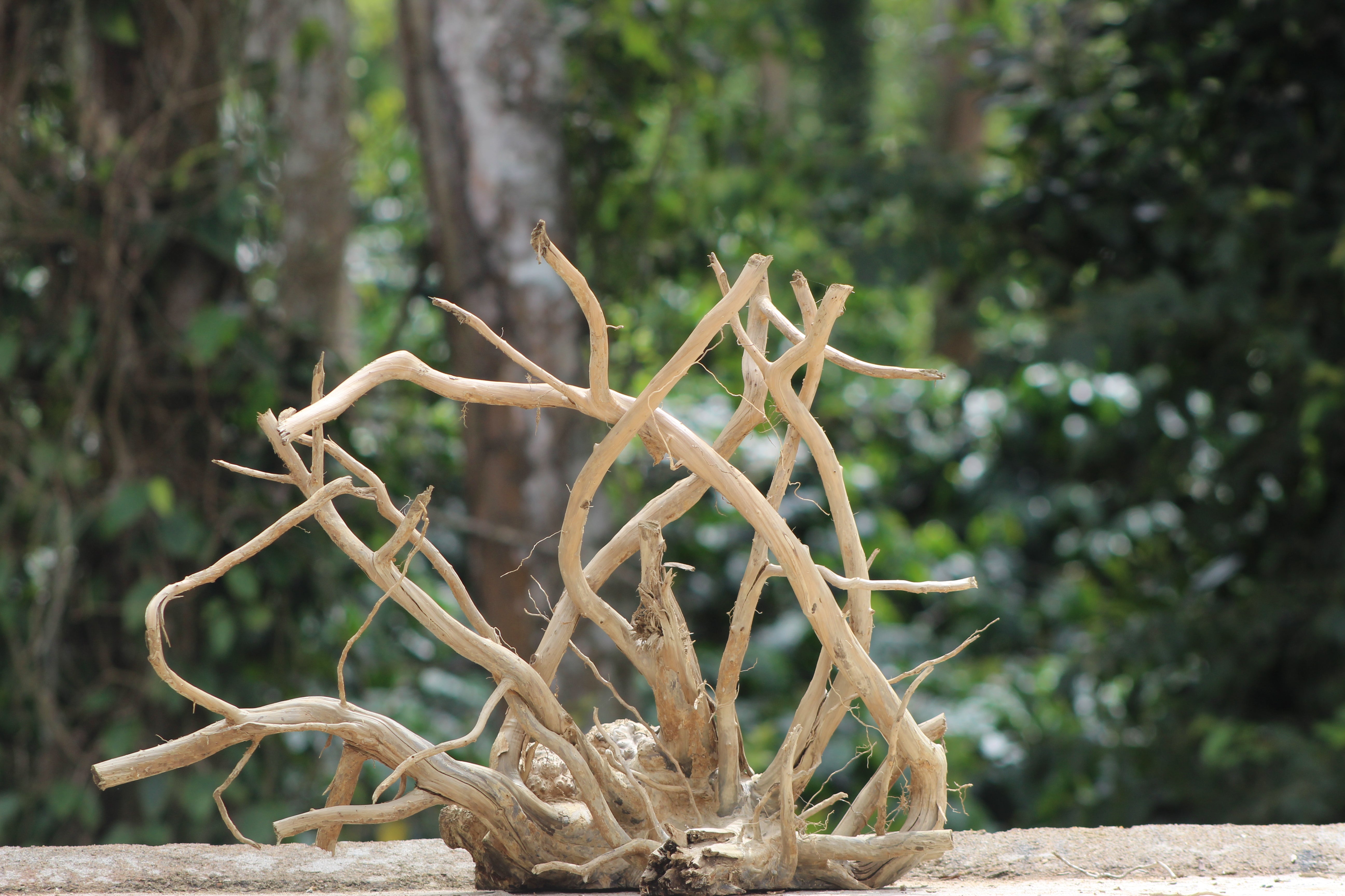 30×24 inch – Premium Centrepiece Driftwood | Single-Piece Natural Wood for Aquascapes & Décor