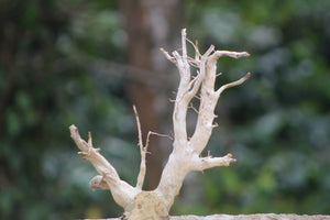 8×10 inch – Nano Vertical Driftwood Piece | Compact Natural Wood for Small Aquascapes thumbnail 1