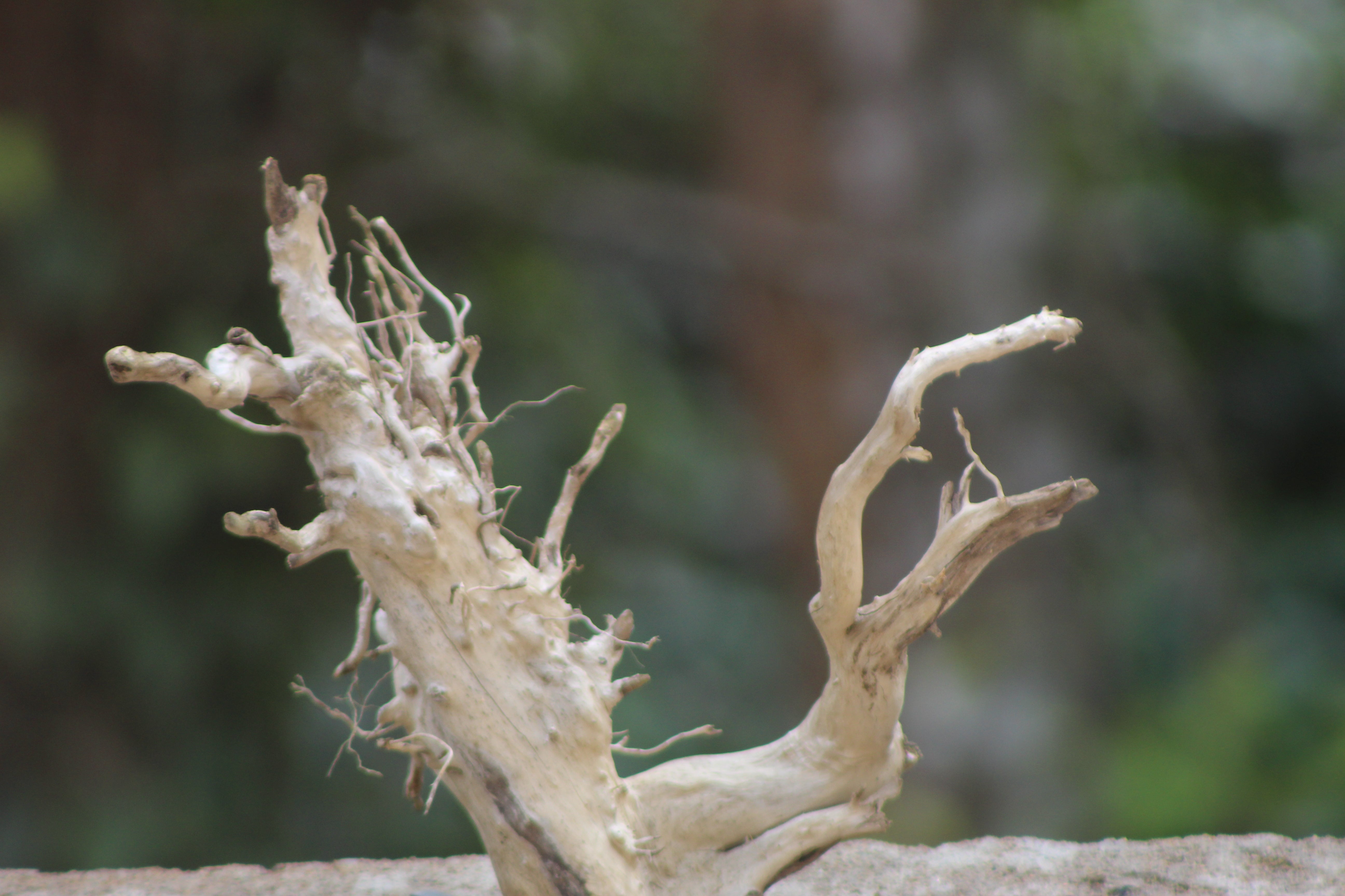 12×8 inch – Natural Driftwood Piece | Compact Wood for Nano Aquascapes