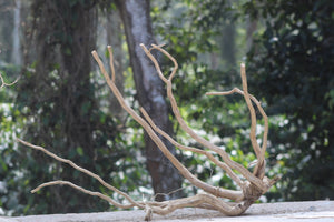 42×24 inch – Premium Centrepiece Driftwood | Large Single-Piece Natural Wood for Show Tanks thumbnail 1