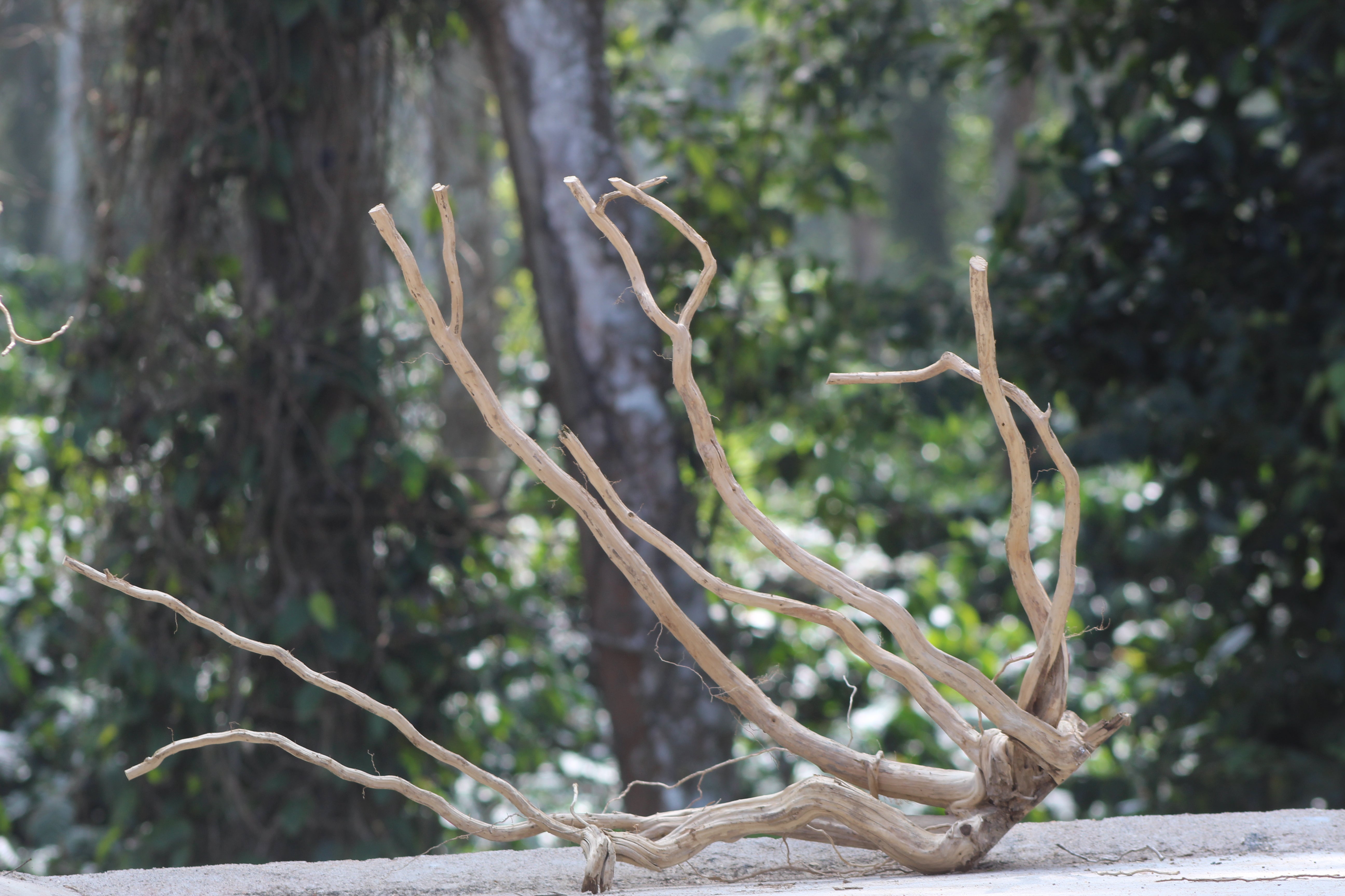 42×24 Inch LXH Spiderwood — Grand Corner Anchor with Height, Depth & Flow