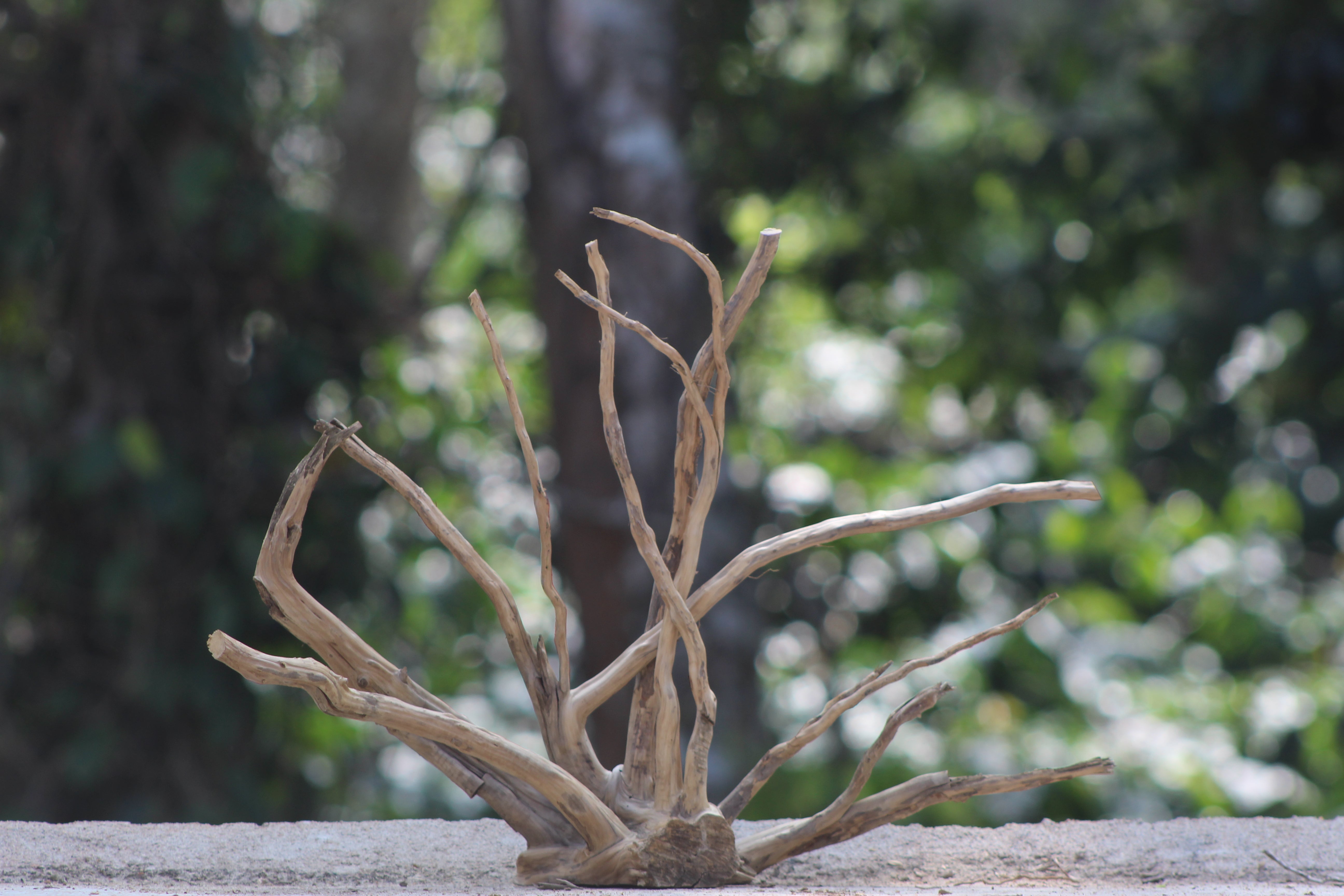 18×18 inch – Natural Driftwood Piece | Premium Wood for Nano–Small Aquascapes