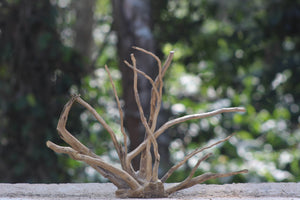 18×18 inch – Natural Driftwood Piece | Premium Wood for Nano–Small Aquascapes thumbnail 1