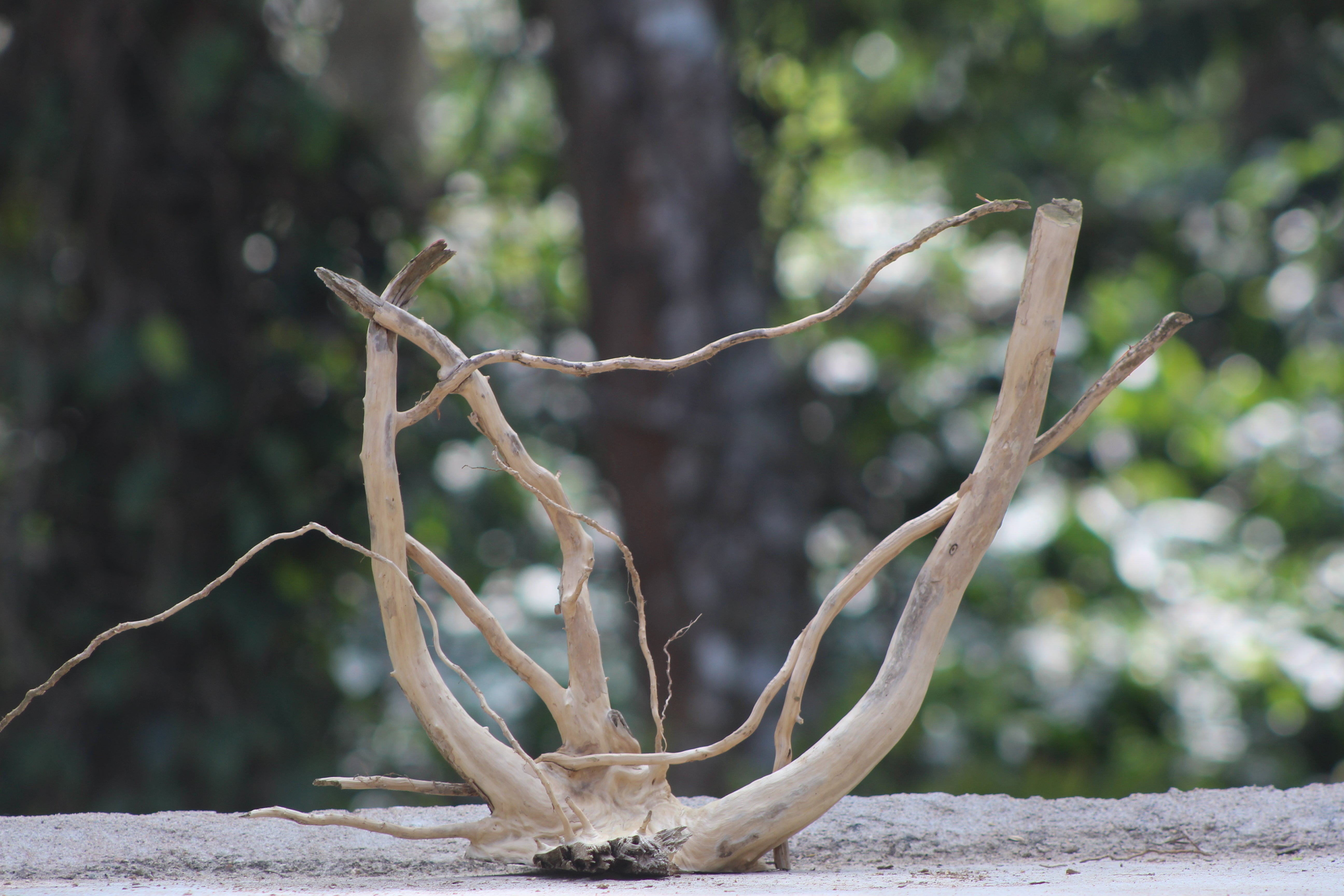 15×15 inch – Natural Driftwood Piece | Compact & Unique