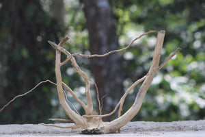 15×15 inch – Natural Driftwood Piece | Compact & Unique thumbnail 1