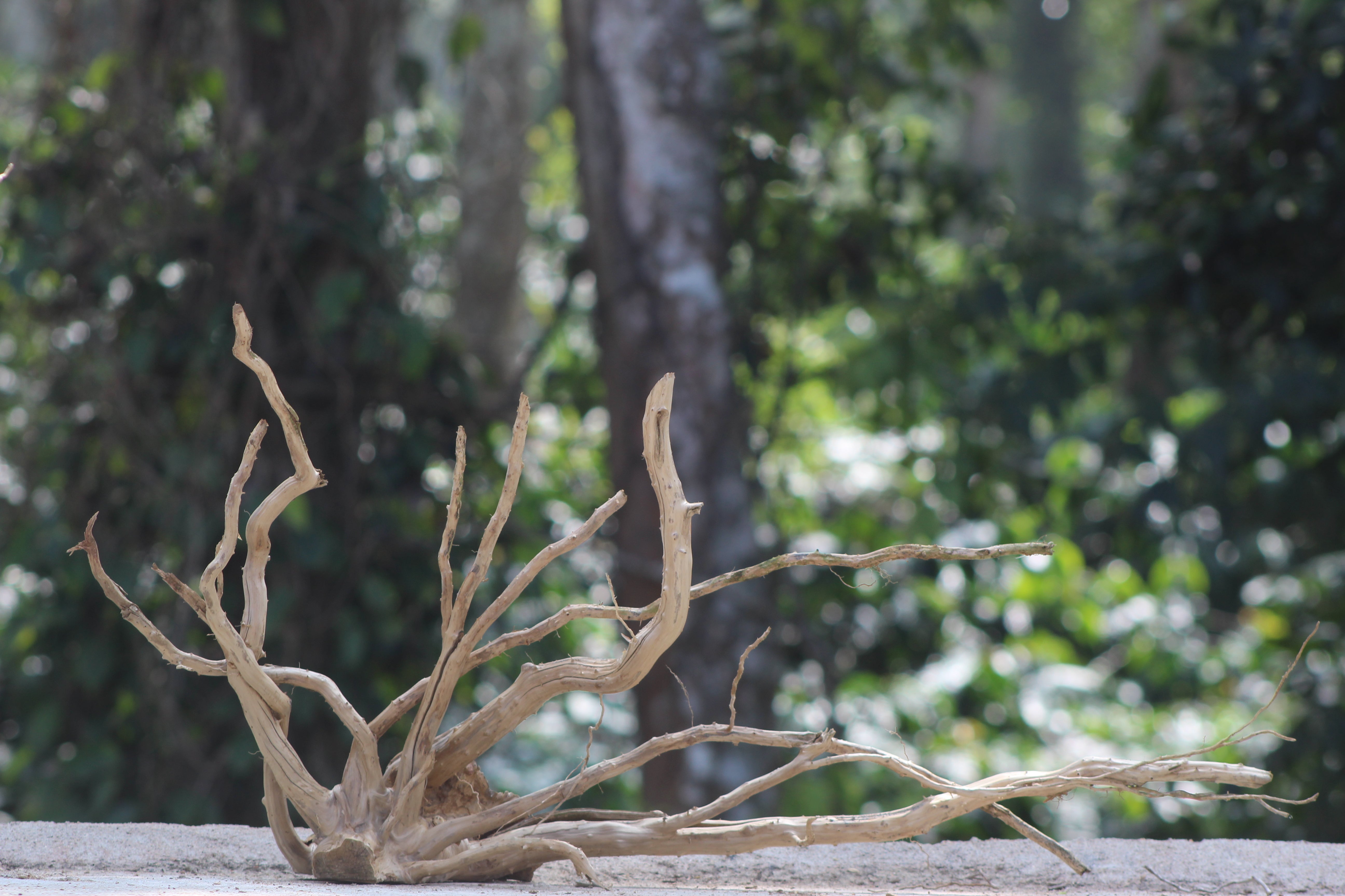 30×18 inch – Natural Driftwood Piece | Premium Wood for Aquascapes & Terrariums