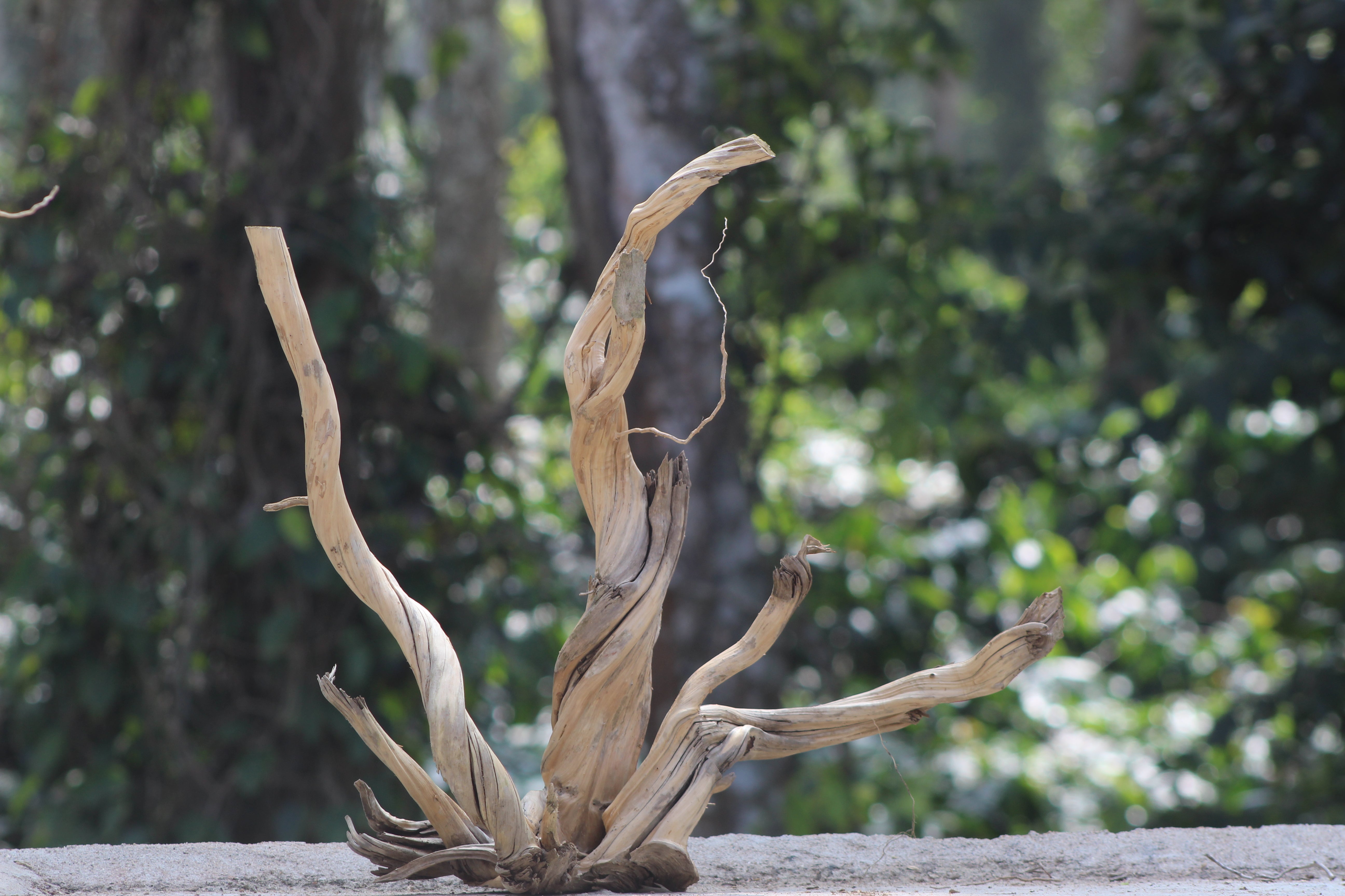 20×24 inch (L×H) – Unique Single-Piece Spiderwood | Twisted Natural Driftwood