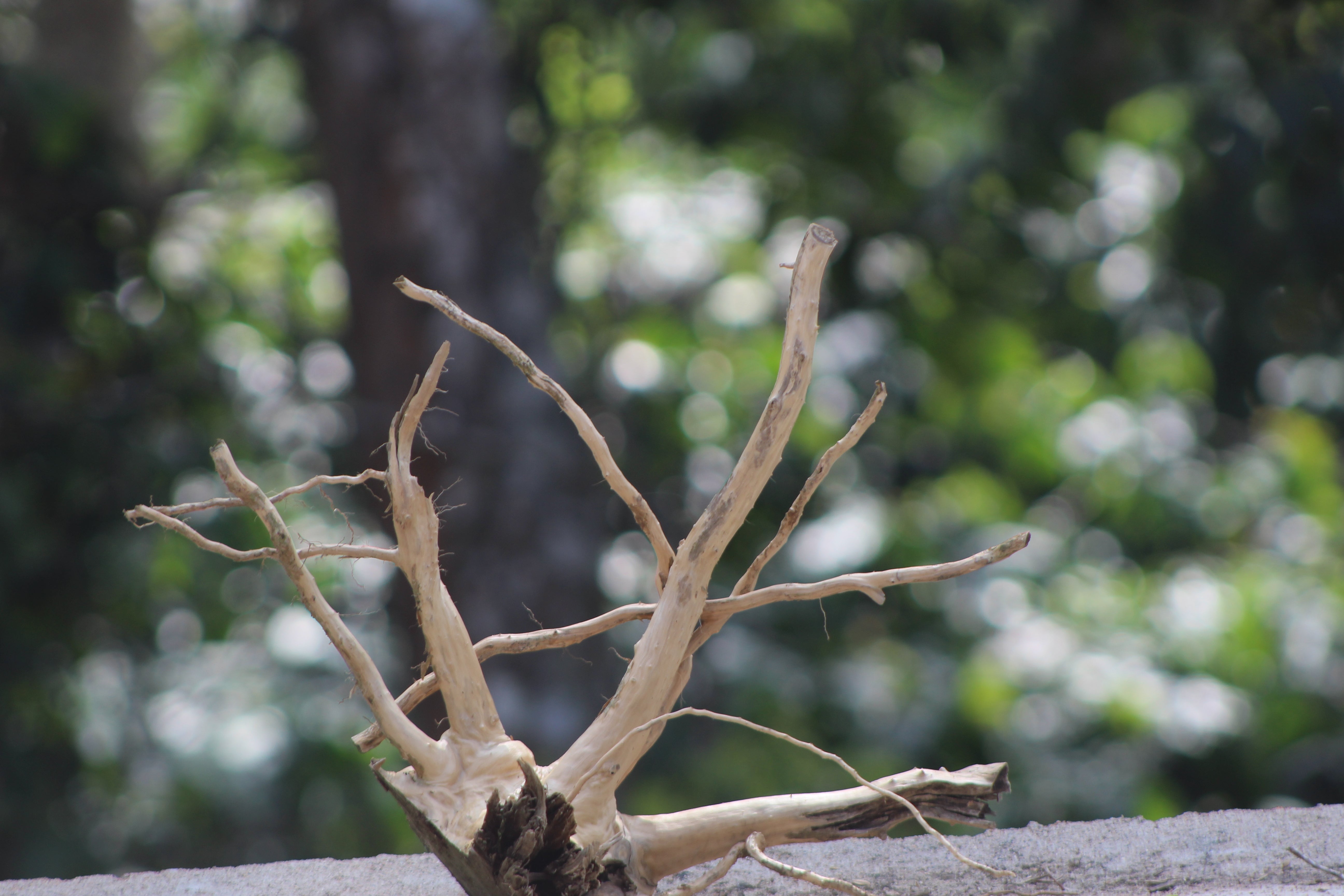 15×15 inch – Natural Driftwood Piece | Compact & Unique