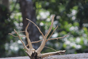 15×15 inch – Natural Driftwood Piece | Compact & Unique thumbnail 1