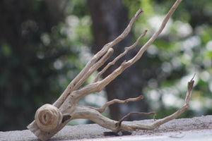 15×15 inch – Natural Driftwood Piece | Compact & Unique for Nano Tanks & Décor thumbnail 1