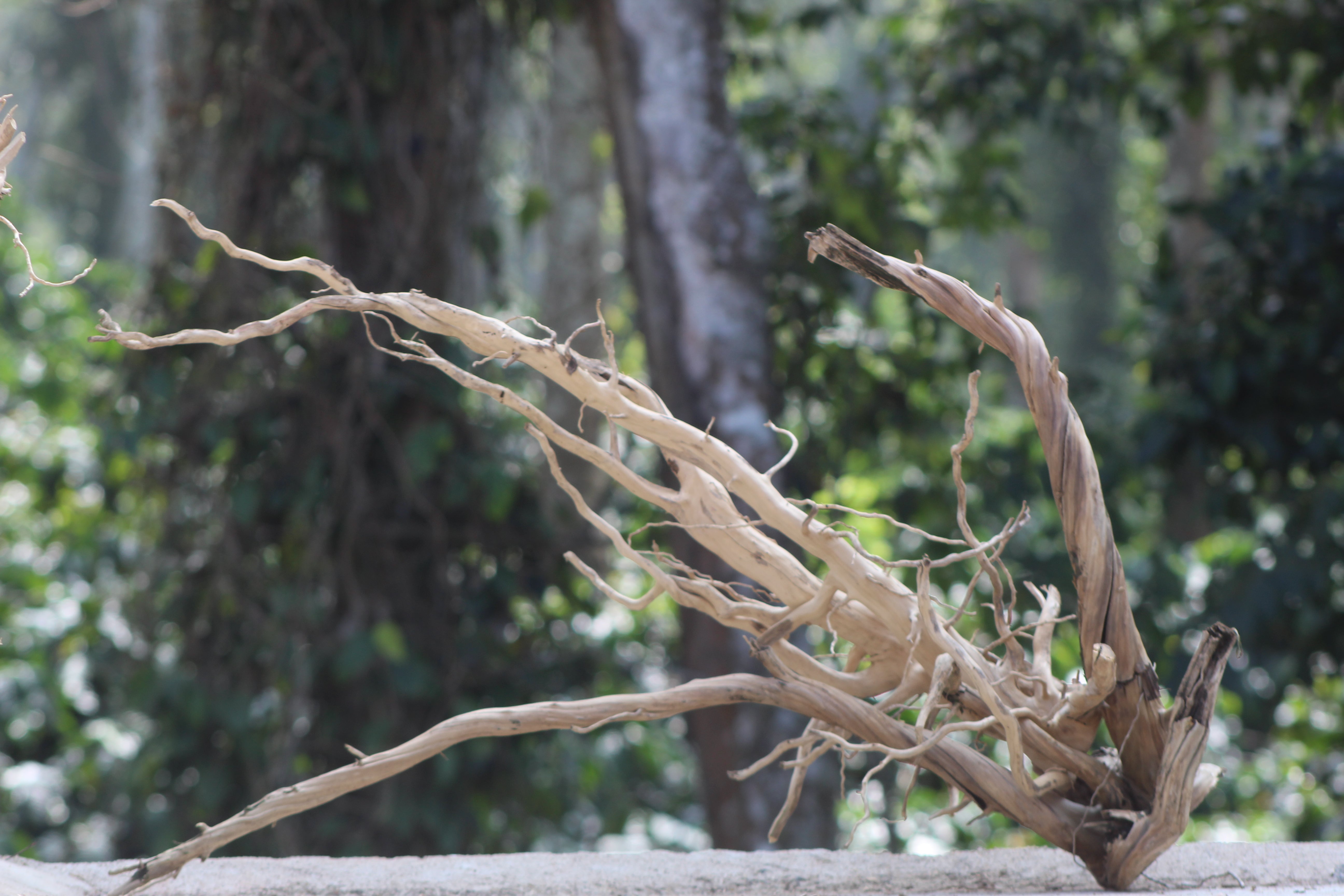 36×24 inch – Two-Piece Corner Driftwood Set | Premium Natural Wood for Large Aquascapes