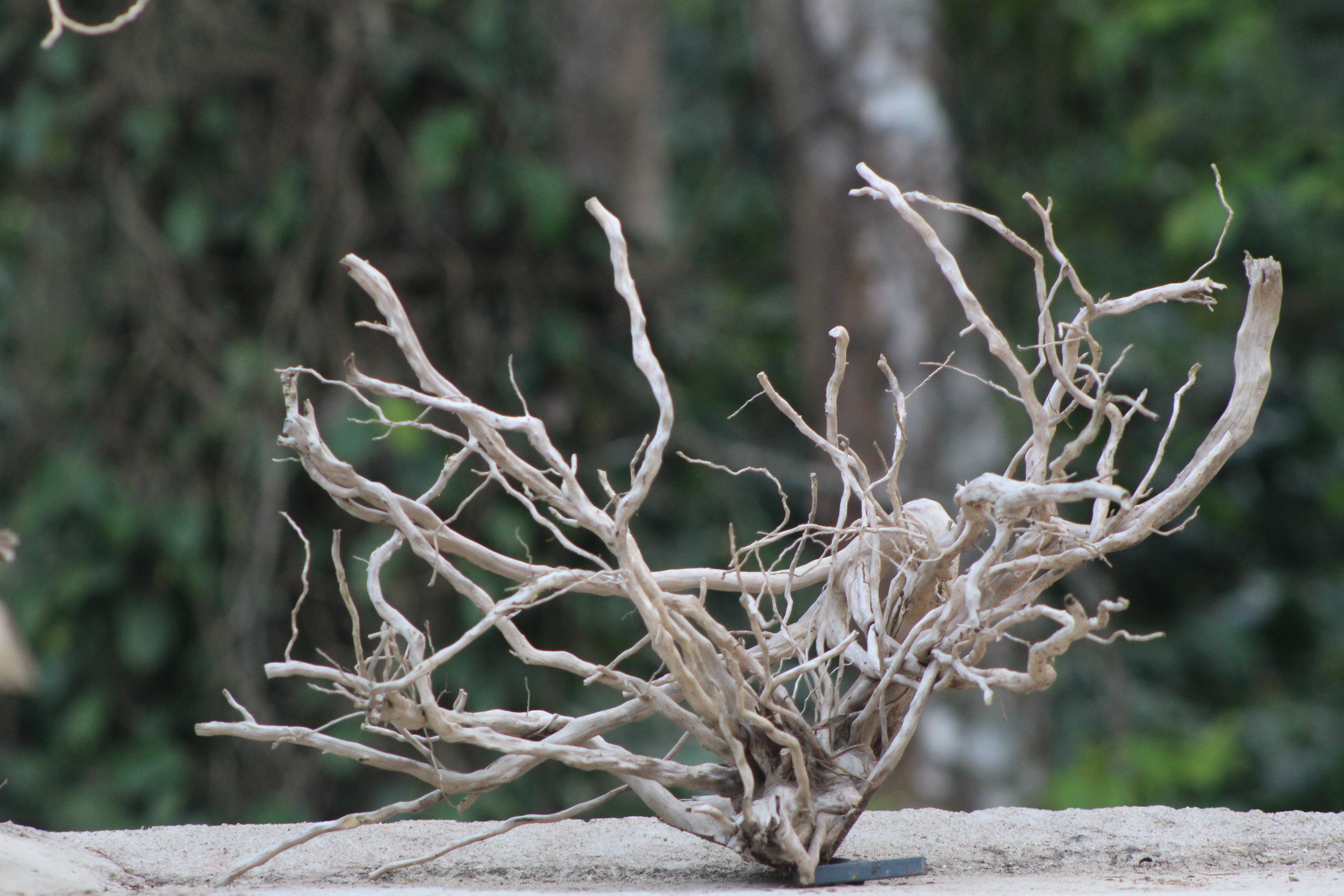 24×15 inch (L×H) – Natural Driftwood Piece | Medium-Size Wood for Aquascapes & Terrariums