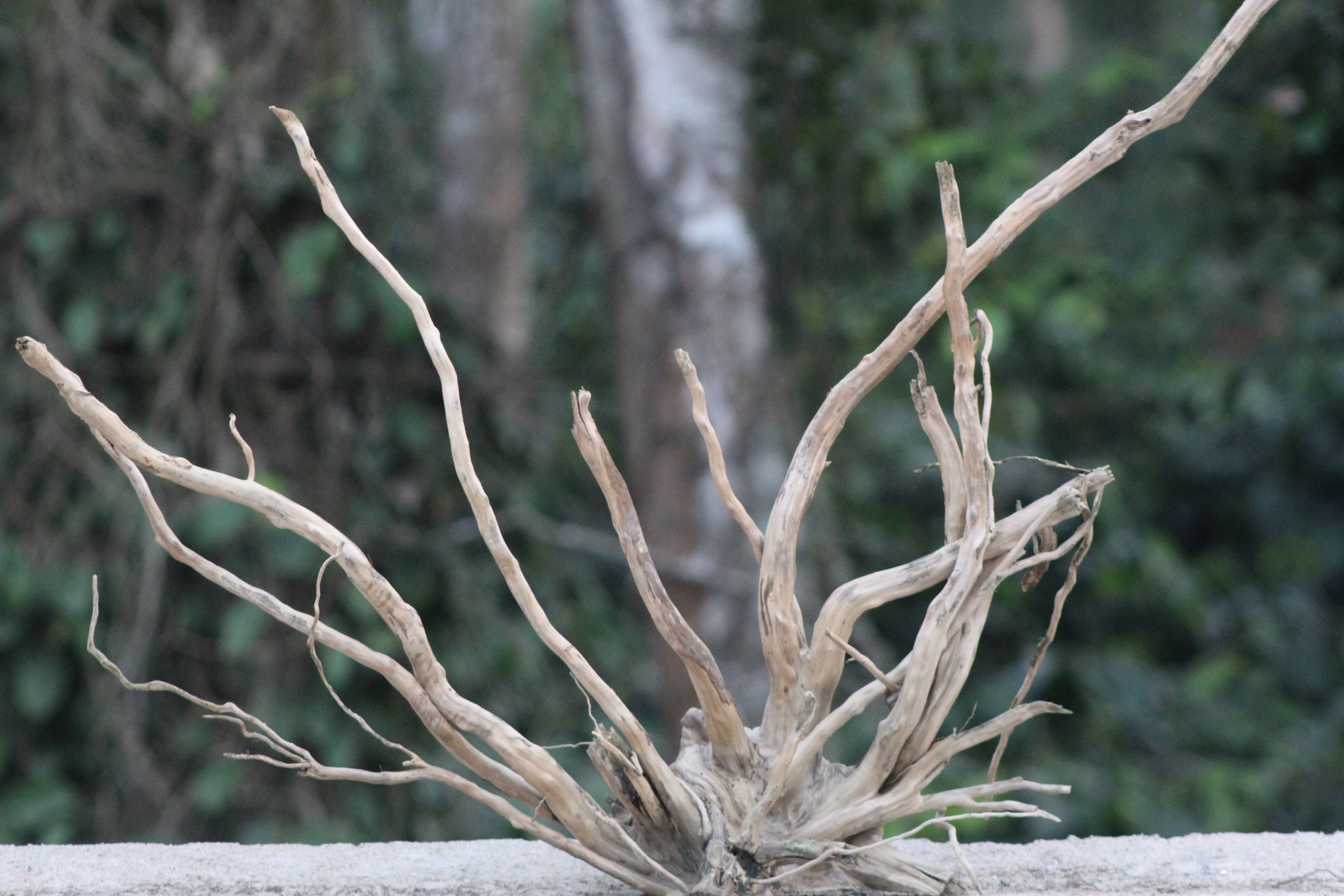 24×20 inch – Natural Driftwood Piece | Premium Medium-Size Wood for Aquascapes & Terrariums