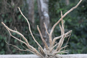 24×20 inch – Natural Driftwood Piece | Premium Medium-Size Wood for Aquascapes & Terrariums thumbnail 1