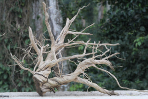 36×36 inch – Ultra-Premium Showpiece Driftwood | Extremely Unique Single-Piece Natural Sculpture thumbnail 2