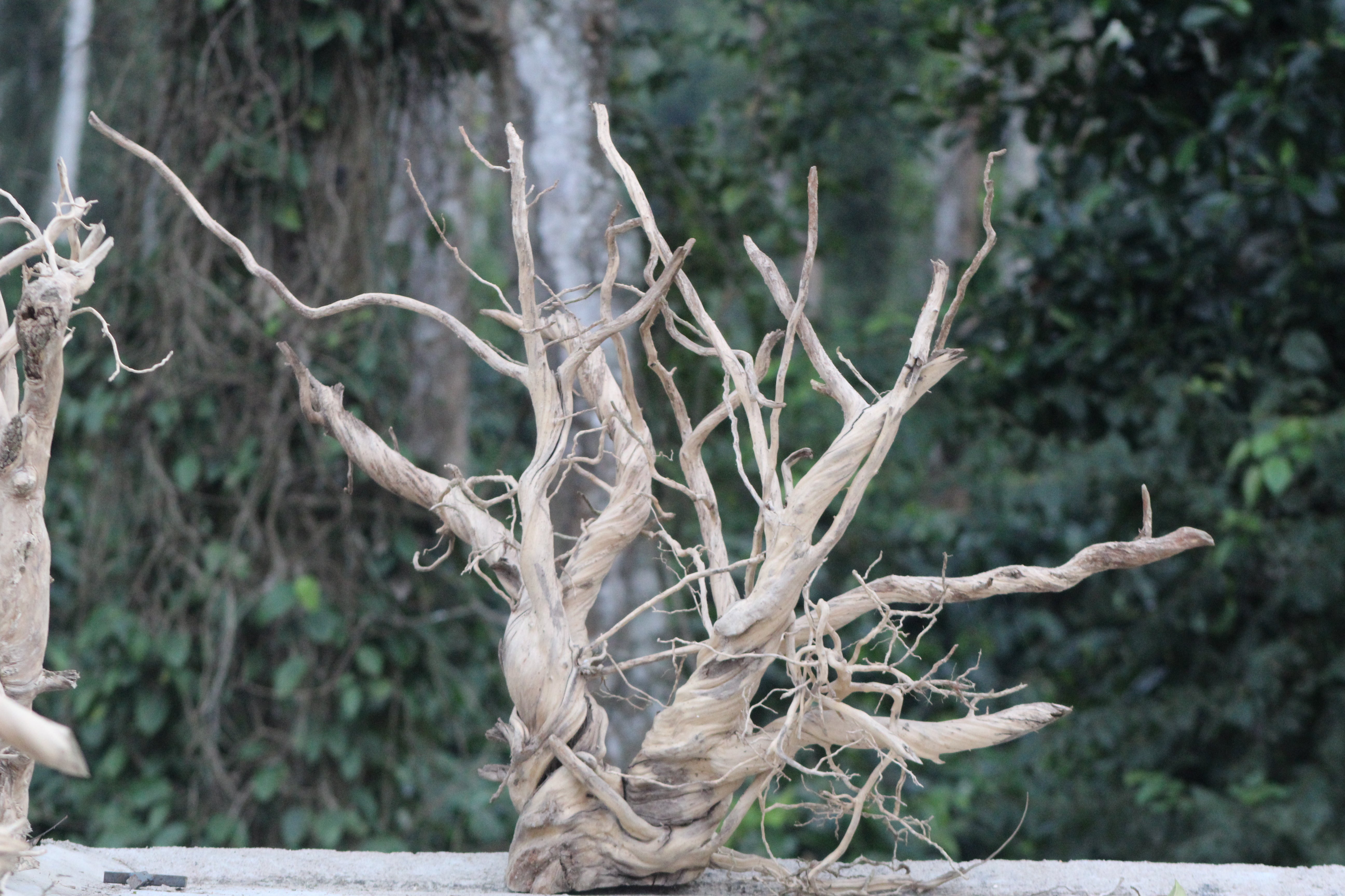 36×36 inch – Ultra-Premium Showpiece Driftwood | Extremely Unique Single-Piece Natural Sculpture