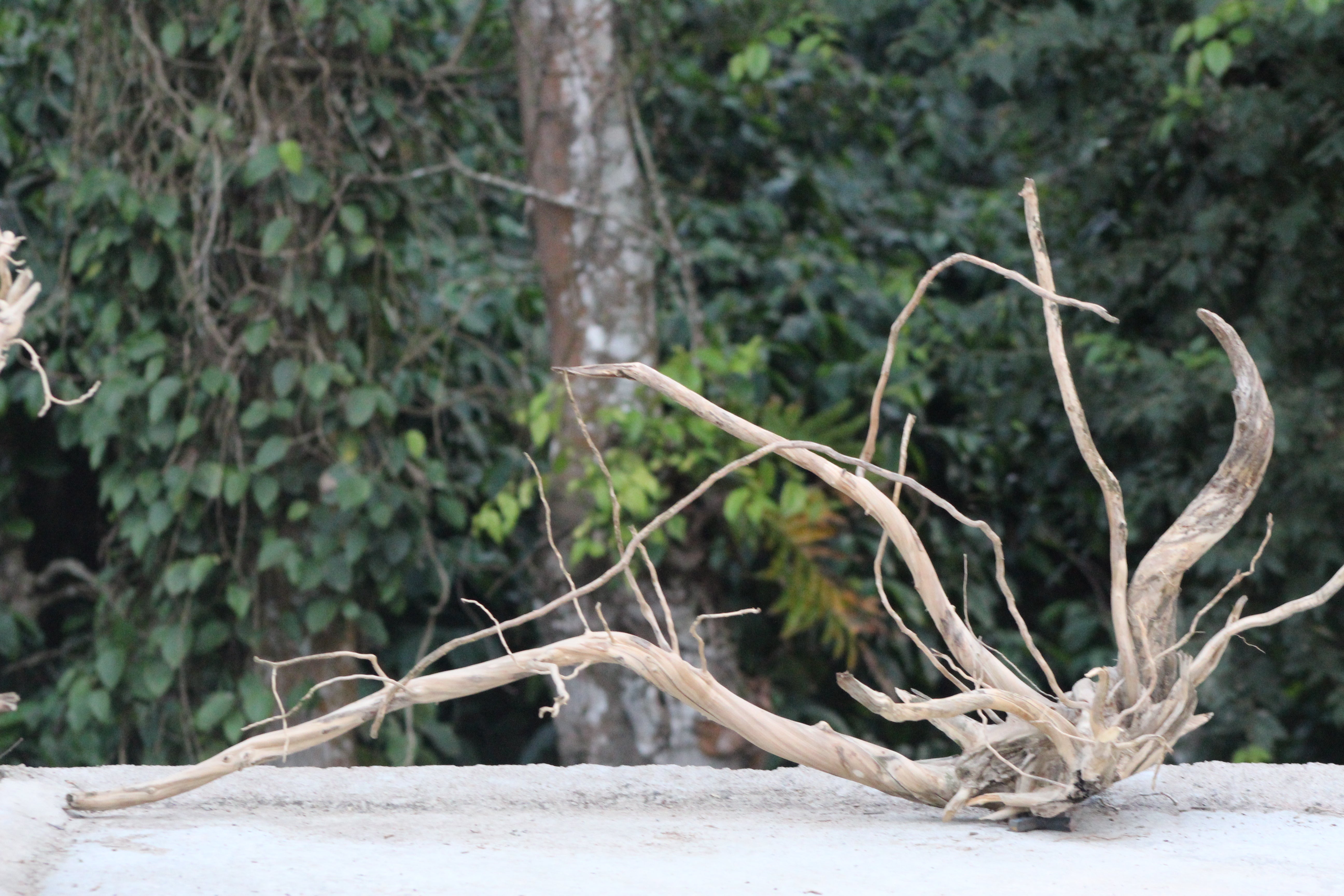 48×24 inch – Single-Piece Corner Driftwood | Premium Natural Wood for Large Aquascapes