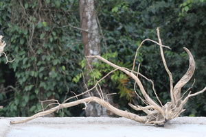 48×24 inch – Single-Piece Corner Driftwood | Premium Natural Wood for Large Aquascapes thumbnail 1