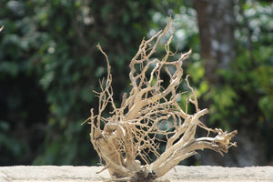 20×24 inch (LXH)– Natural Driftwood Piece | Tall Single-Piece Wood for Medium Aquascapes thumbnail 1