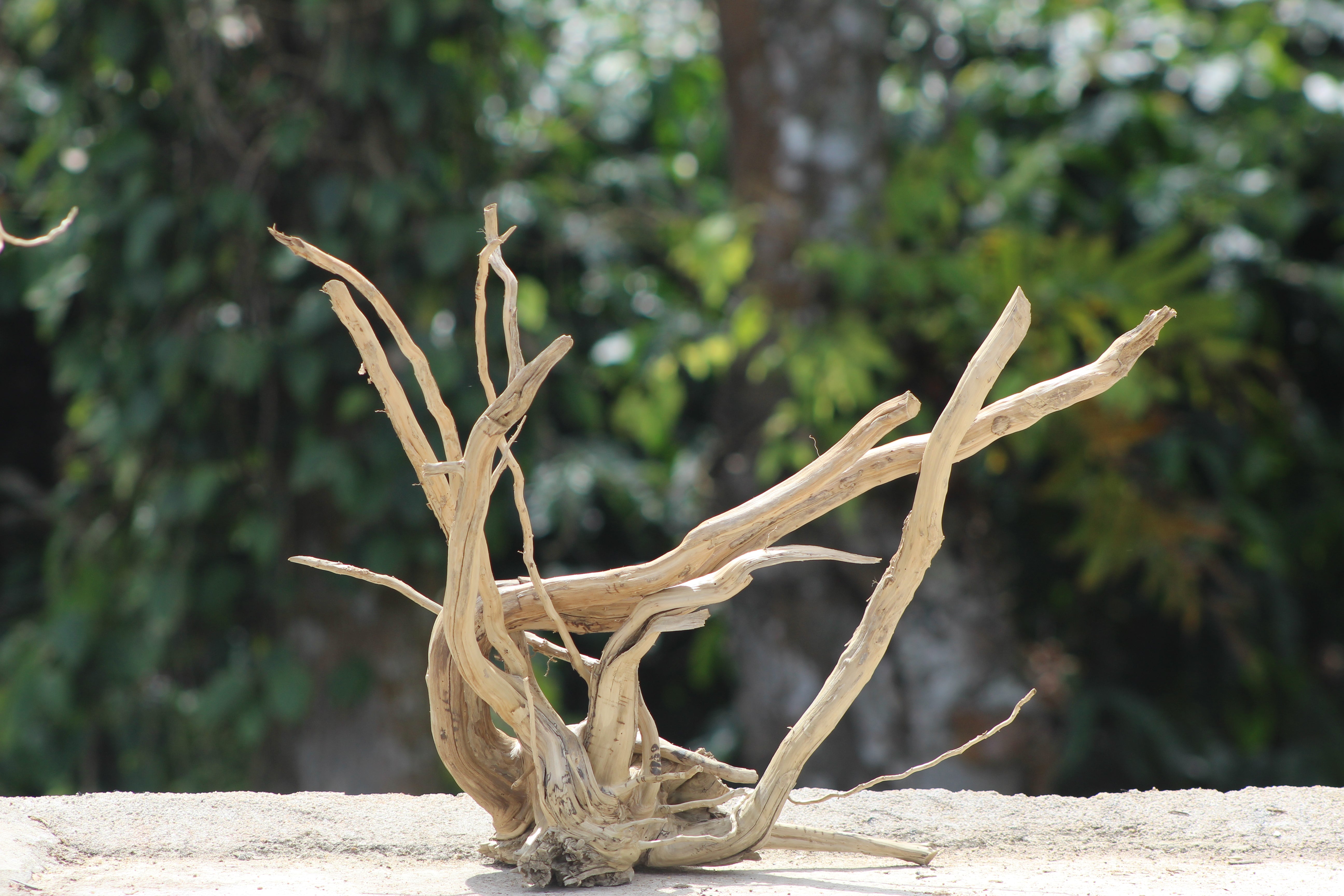 24×24 inch (L×H) – Natural Driftwood Piece | Balanced Square-Profile Wood for Aquascapes & Décor