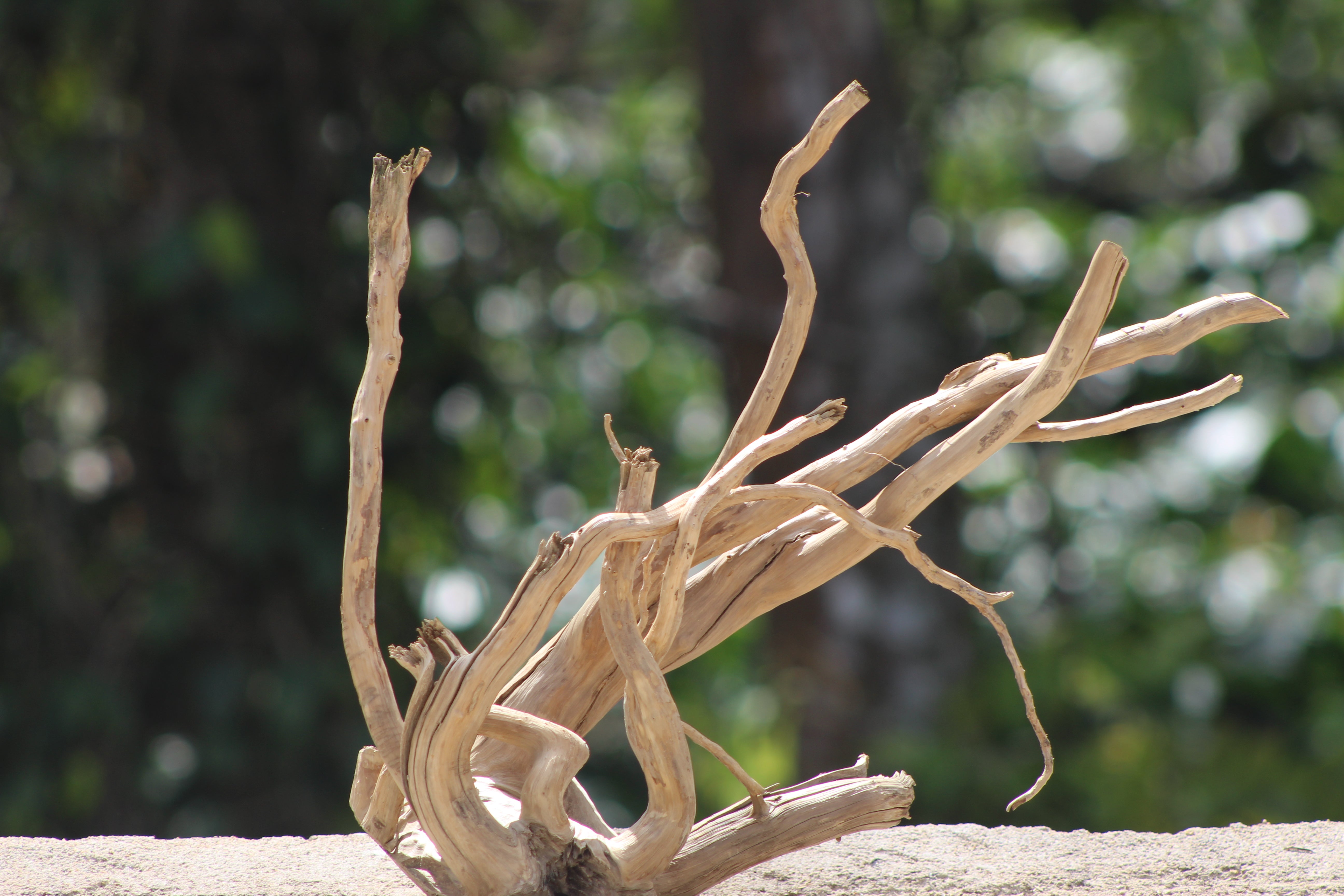 18×18 inch (L×H) – Natural Driftwood Piece | Compact Square-Profile Wood for Aquascapes & Terrariums