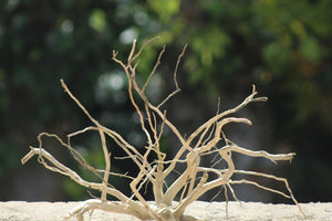 18×15 inch (L×H) – Natural Driftwood Piece | Compact Square-Profile Wood for Aquascapes & Terrariums thumbnail 1